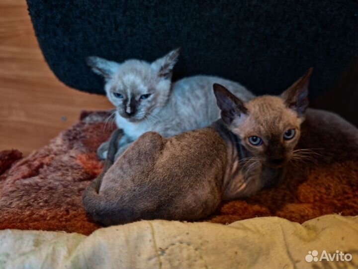 Котята сфинкс браш