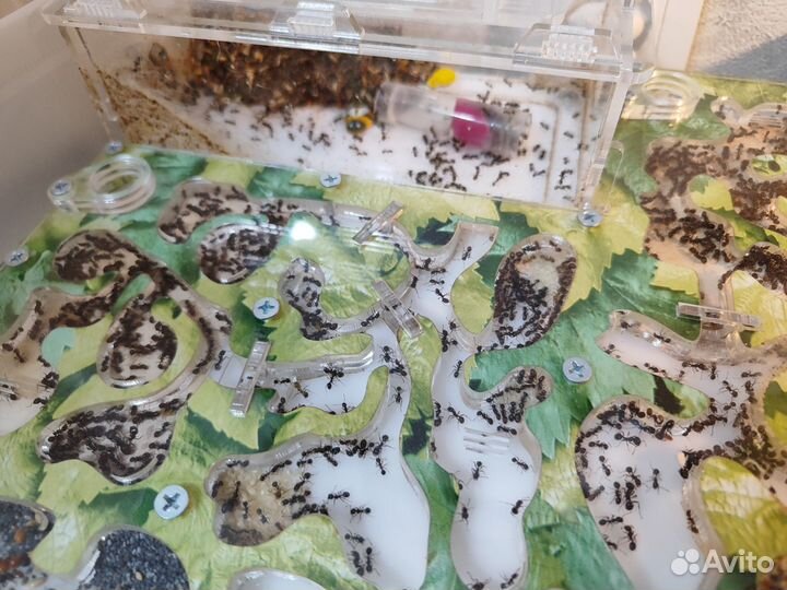 Муравьиная ферма с муравьями