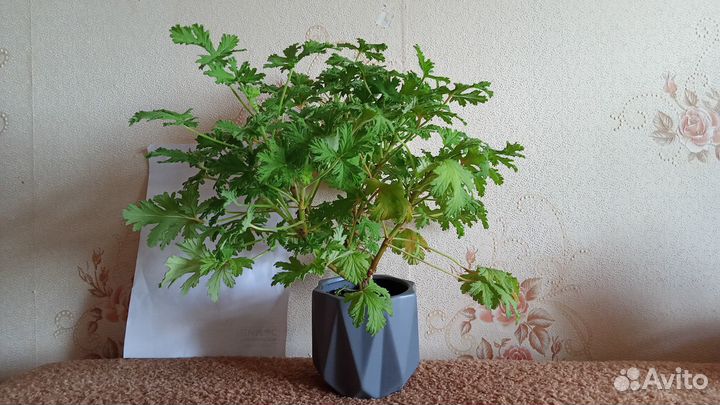 Хлорофитум, мята комнатная, герань душистая