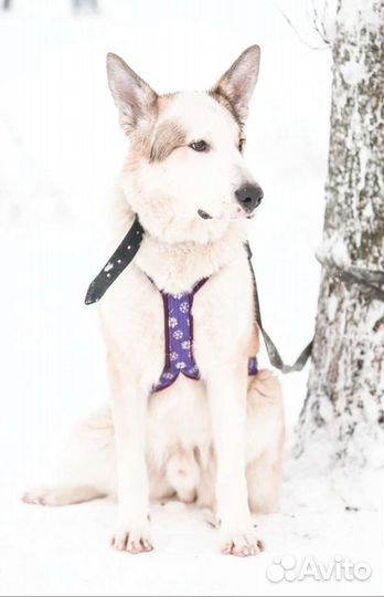 Томас в приюте