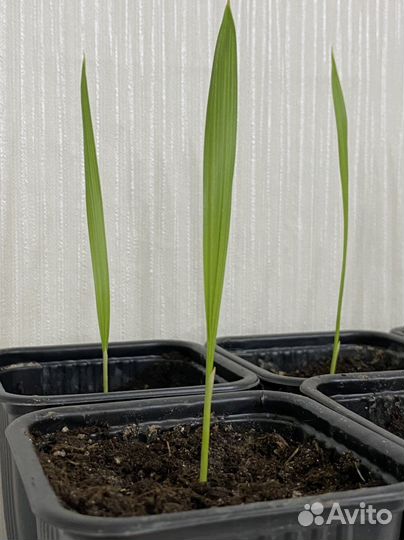 Пальмы Вашинтония