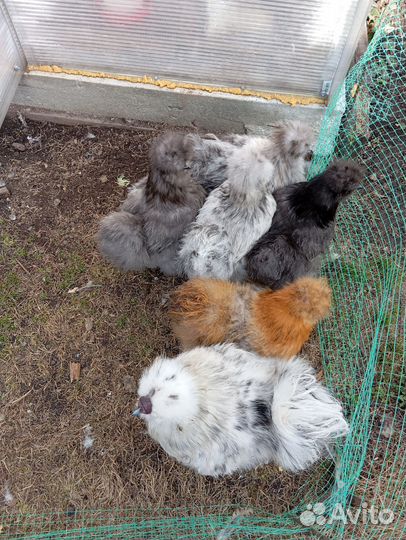 Петушок 5 мес.,ия, вывод на заказ