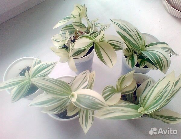 Традесканция белая