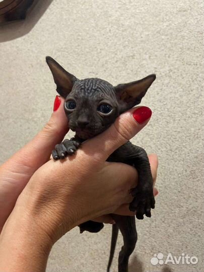 Канадский сфинкс котенок