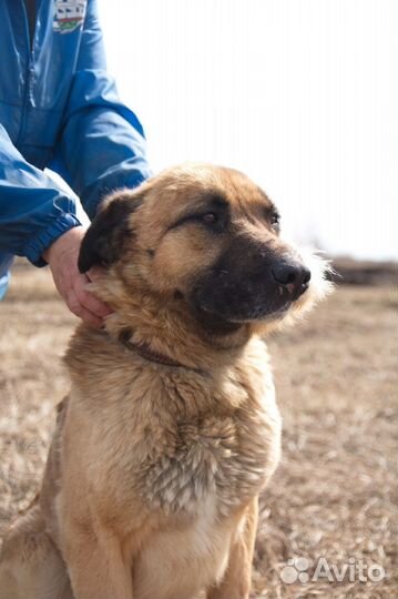 Необычный пёс Арчи