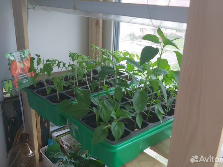 Рассада помидор огурцов перца кабачков