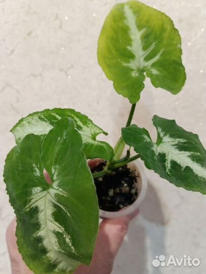 Комнатные цветы