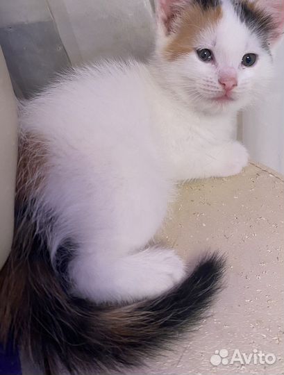 Котенок в добрые руки