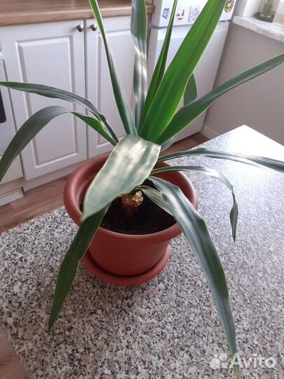 Пальма Юкка в горшке
