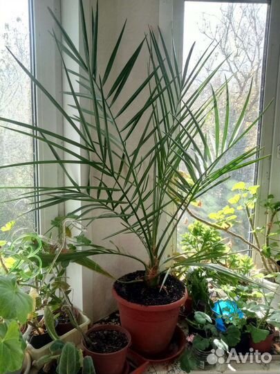 Финиковая пальма