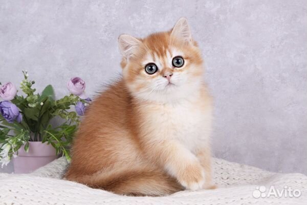 Британский мальчик Зурбаган. Золотая шиншилла