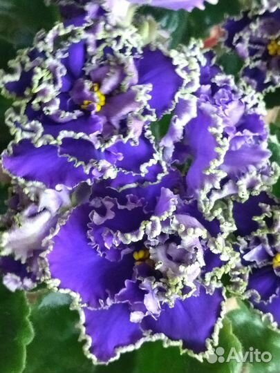 Фиалка сортовая