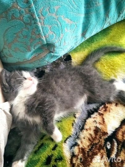 Котёнок в добрые руки