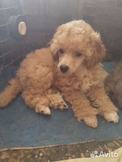 Собаки щенки той-пудель