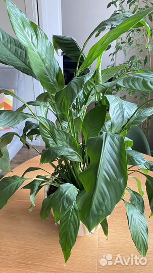 Спатифиллум