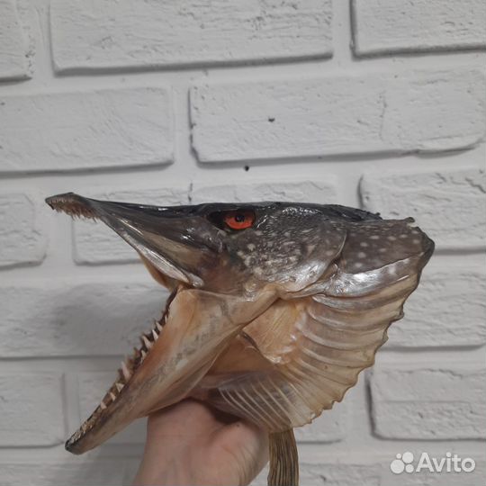 Чучело головы щуки