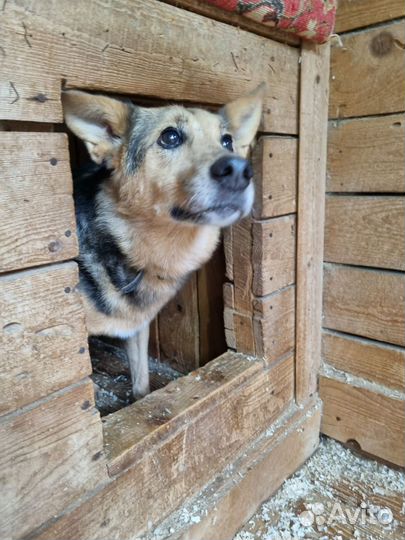 Собака очень скучает в приюте, в добрые руки