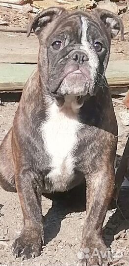 Тигровая девочка