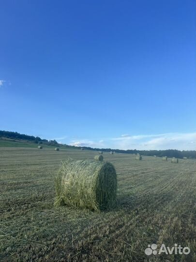 Сено в тюках