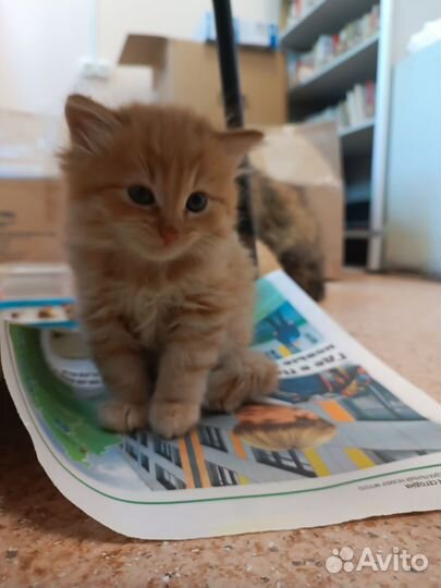 Рыжий котенок