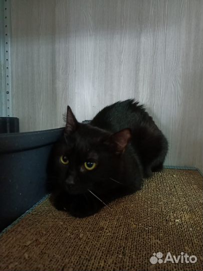 Котик подросток ищет дом