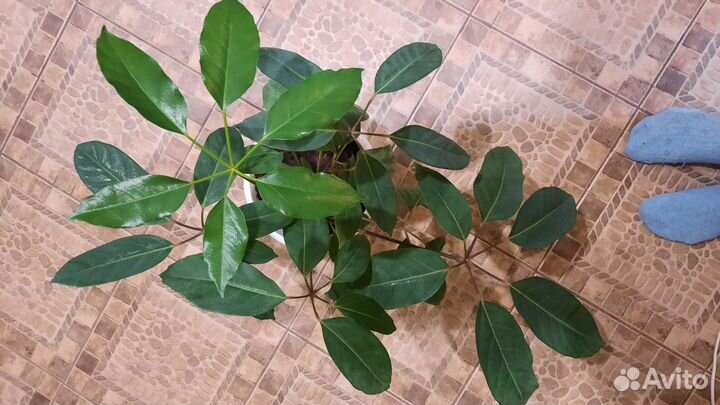 Фикус бенджамина