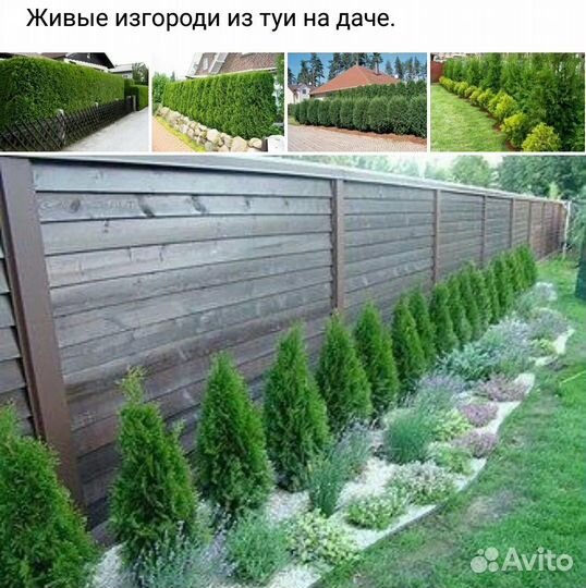 Туи Западные Смарагд