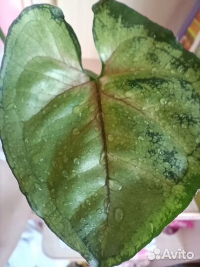 Сингониум Манго Аллюжн (mango allusion)