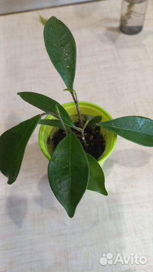 Фикус Бенджамина,спатифиллум (растишки)