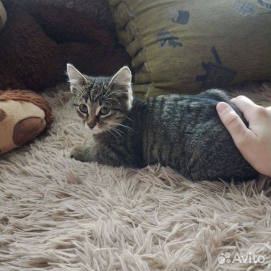 Отдам котенка (мальчик, 2 месяца )