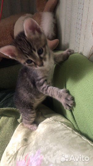 Котята в добрые руки даром