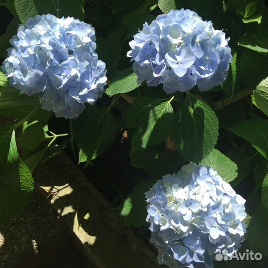 Цветы гортензия