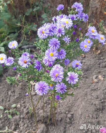 Сентябринки/Октябринки (многолетние Астры)