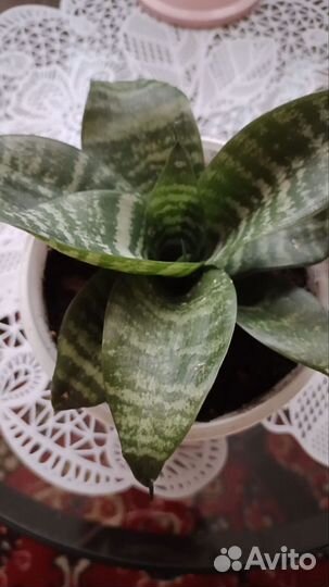 Сансевиерия ханни