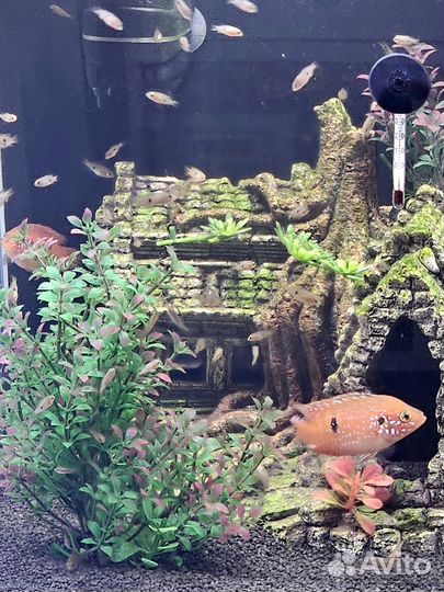 Мальки Цихлида Хромис Красавчик