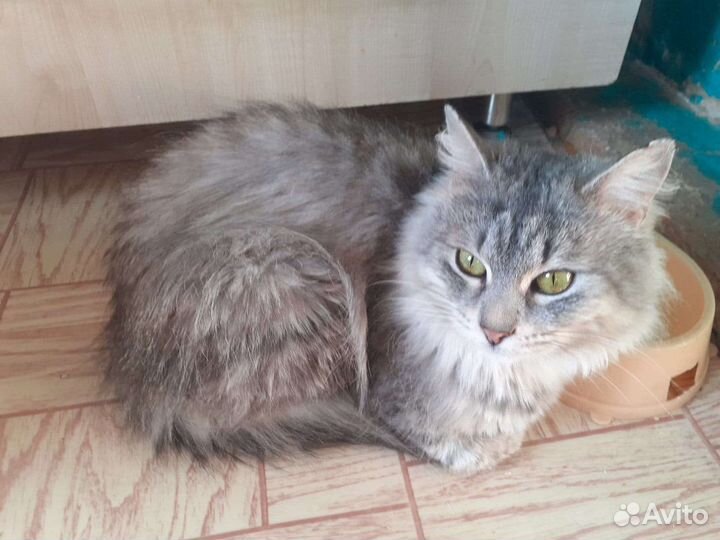 Кошка в дар бесплатно в хорошие руки