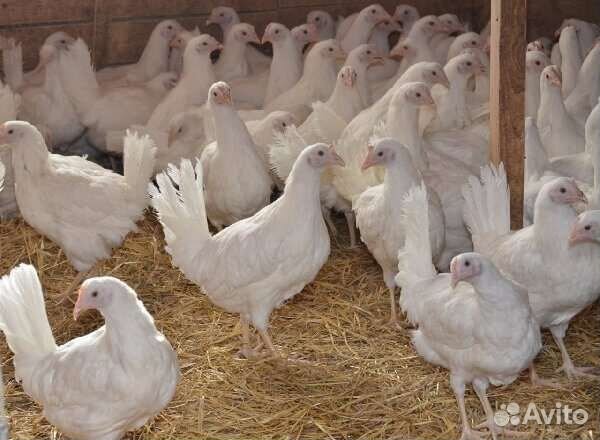 Несушки белый коралл, декалб-уайт, бройлер