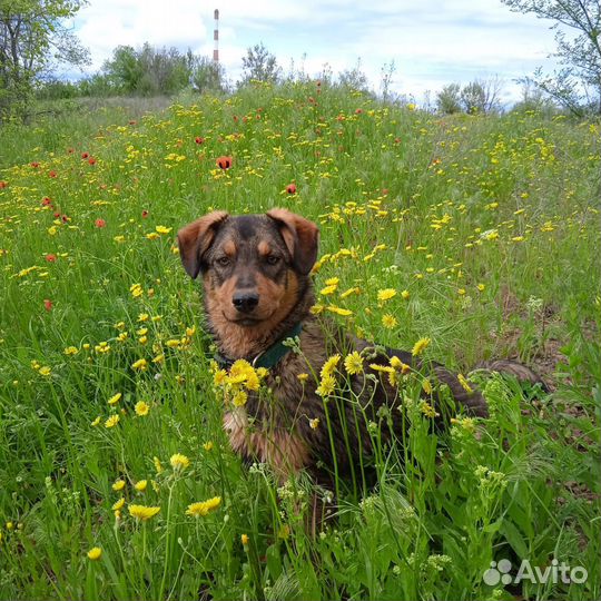 Щенок в добрые руки