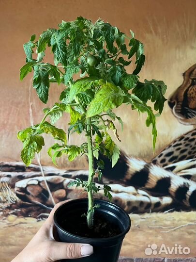 Рассада помидор черри балконые урожай дома