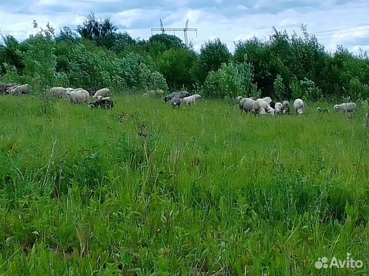 Овцы бараны