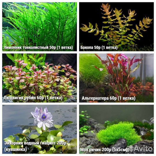 Красивые аквариумные растения с доставкой