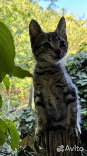 Кошечка в добрые руки