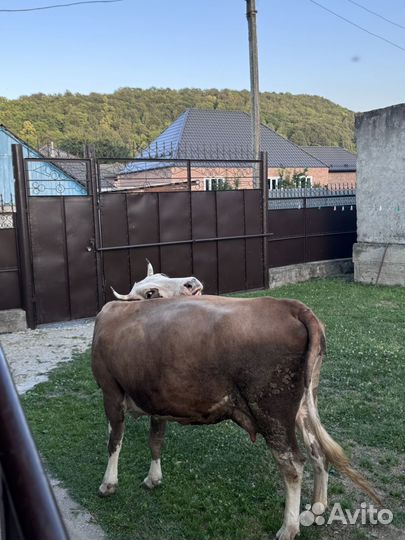 Коровы