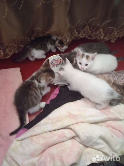 Котята в добрые руки