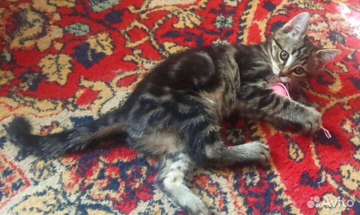 Котята