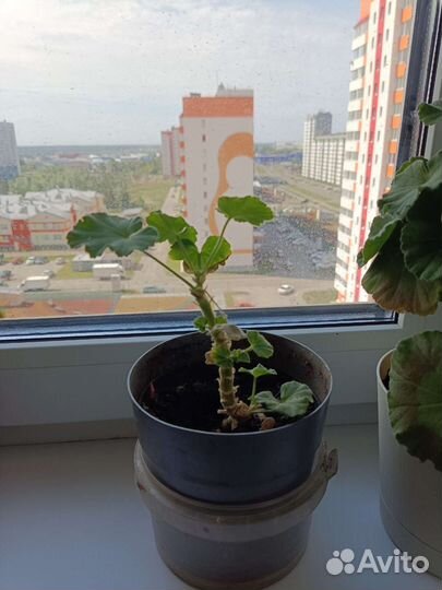 Пеларгония герань