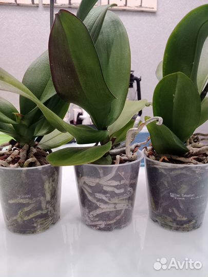 Орхидея фаленопсис