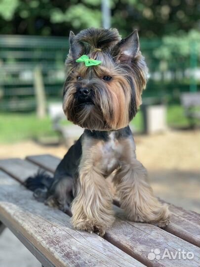 Вязка мини Йорк Солнцево