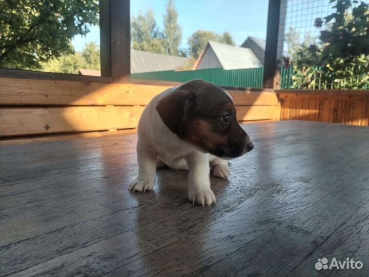 Джек Рассел терьер