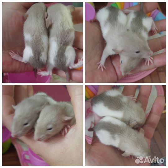 Крыса. Крысята дамбо